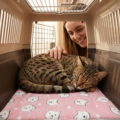 tapis chat dans cage transport chat enroulé dessus maîtresse le caressant