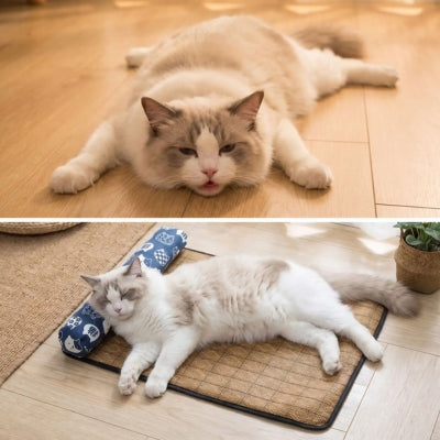 tapis rafraîchissant chat avant après ragdoll carrelage tapis